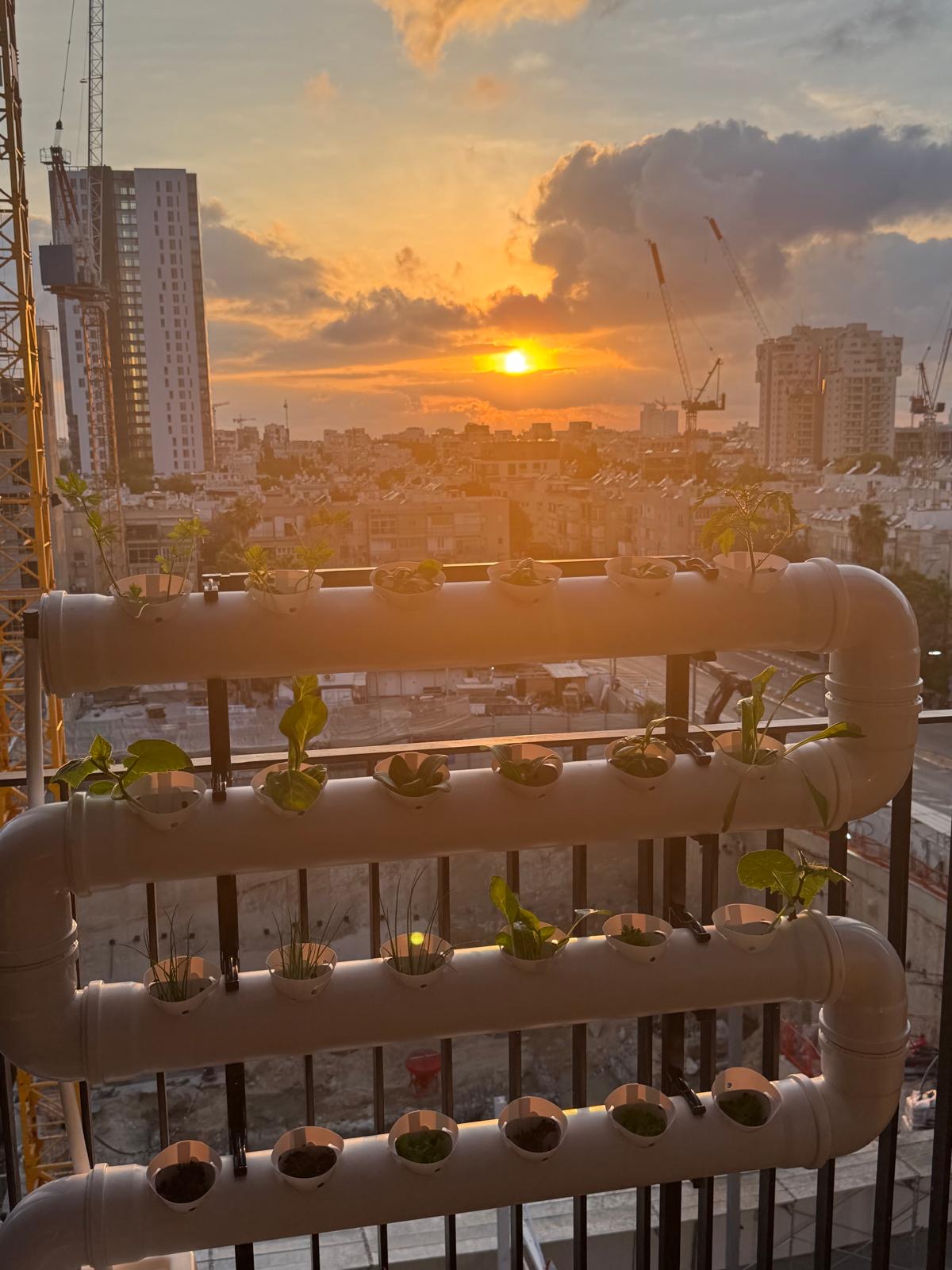 מערכת הידרופונית במרפסת מול שקיעה בתל אביב