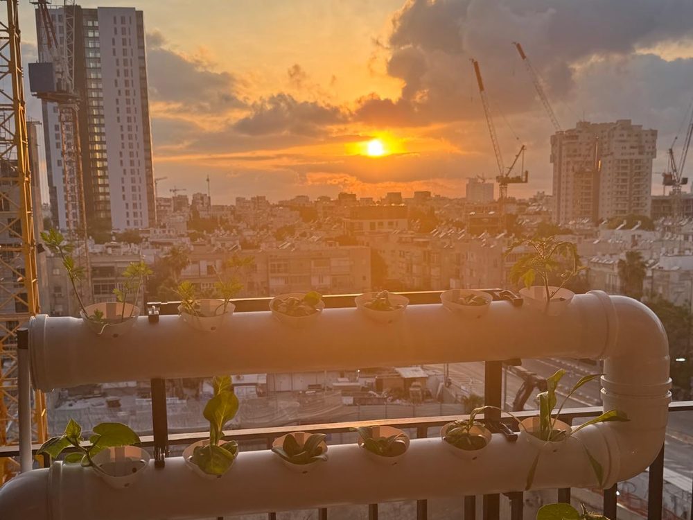 מערכת הידרופונית במרפסת בקומה גבוהה מול השקיעה בתל אביב